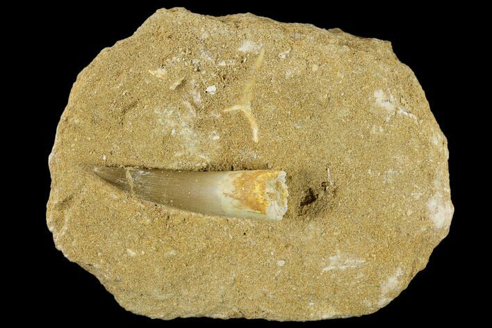 Fossil Plesiosaur (Zarafasaura) Tooth - Morocco #116953